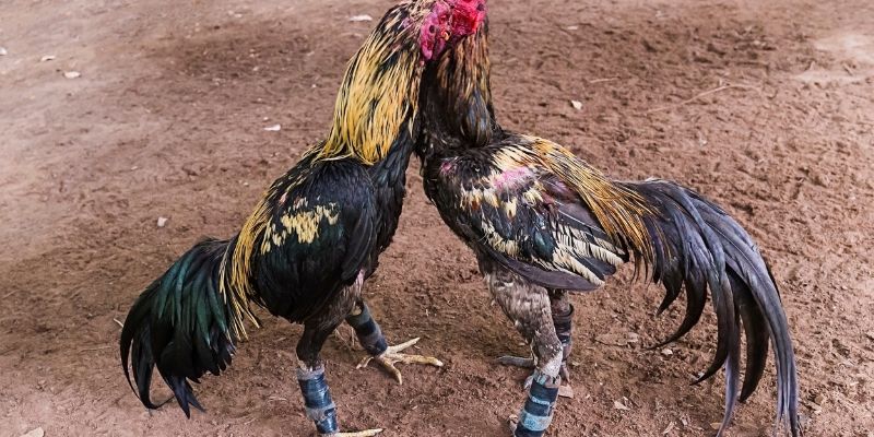 Cách nuôi gà đá có lực từ các chuyên gia làng gà